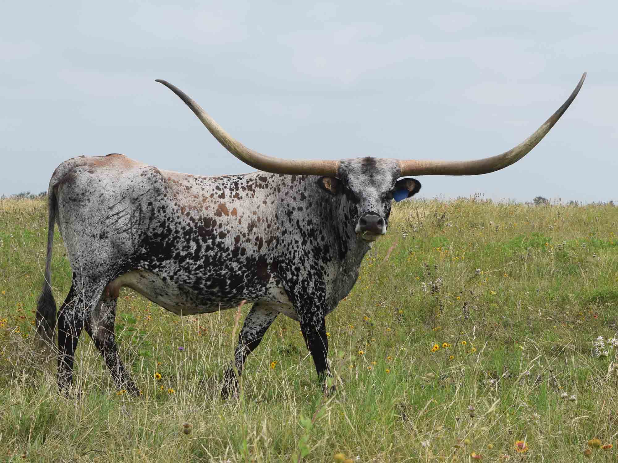 Rocking O Longhorns Texas Longhorns for sale, longhorns for sale